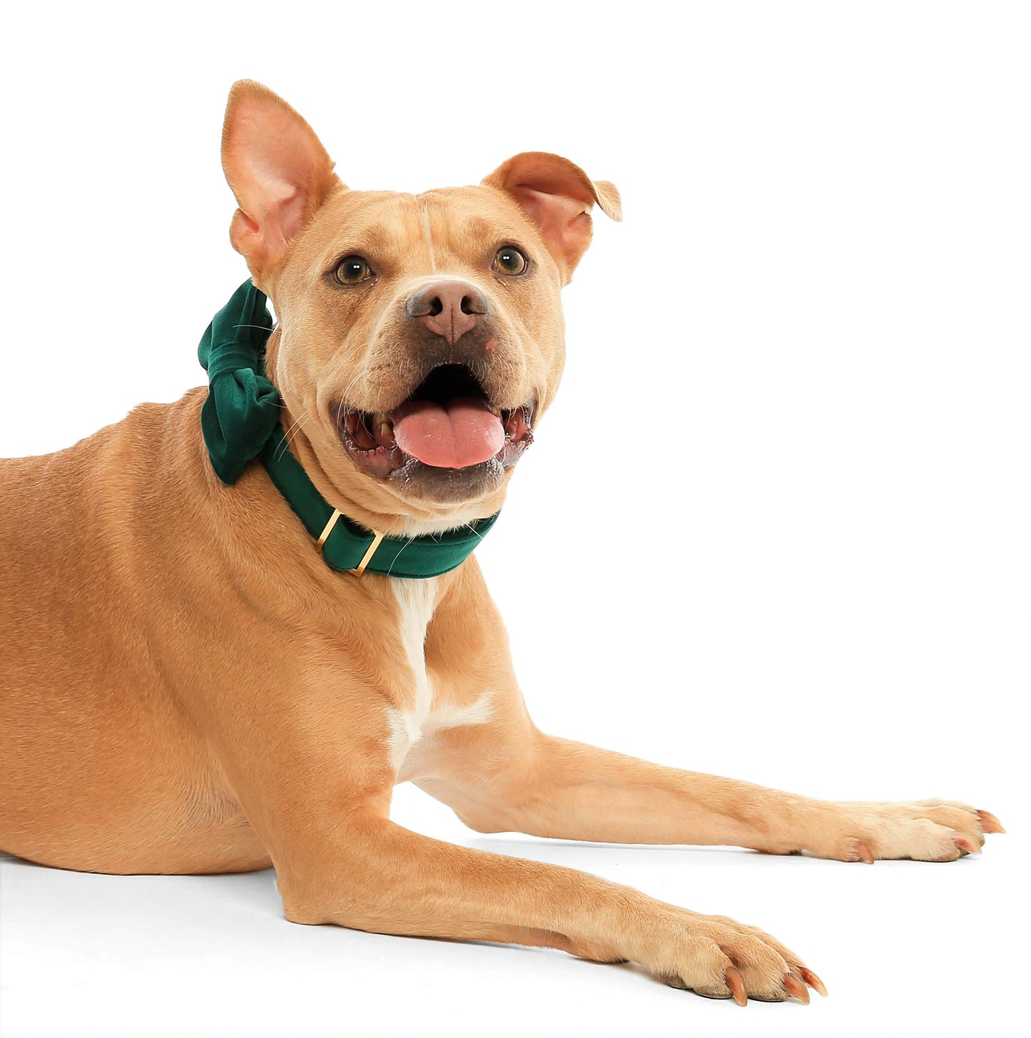 Foggy Dog Forest Green Velvet Bow Tie