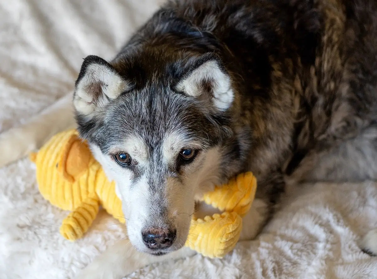 ThoozyPet Tuff & Cuddly Duck 12.5"