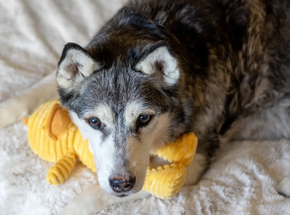 ThoozyPet Tuff & Cuddly Duck 12.5"