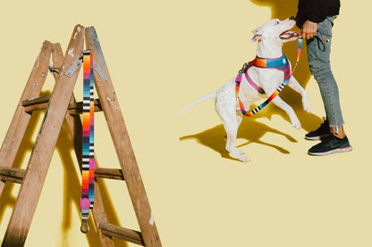 Prisma | Leash