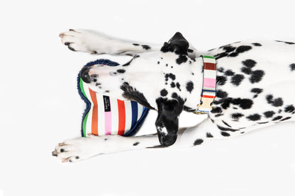Kate Spade Large Dog Collar, Adventure Stripe