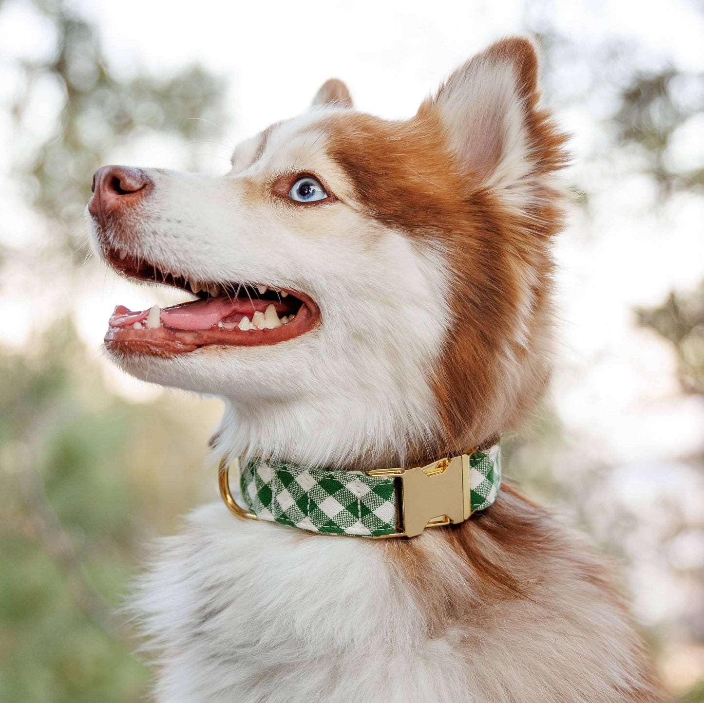 Foggy Dog Gingham Hunter Green Collar