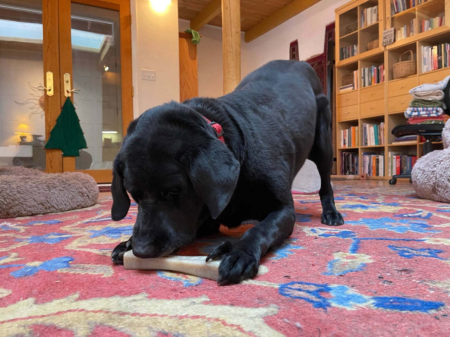 MOD Bone Ultra Durable Nylon Dog Chew