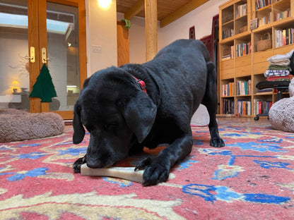 MOD Bone Ultra Durable Nylon Dog Chew