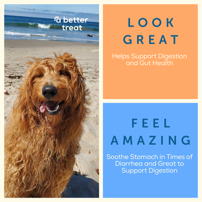 Organic Freeze Dried Pumpkin Dog and Cat Treats