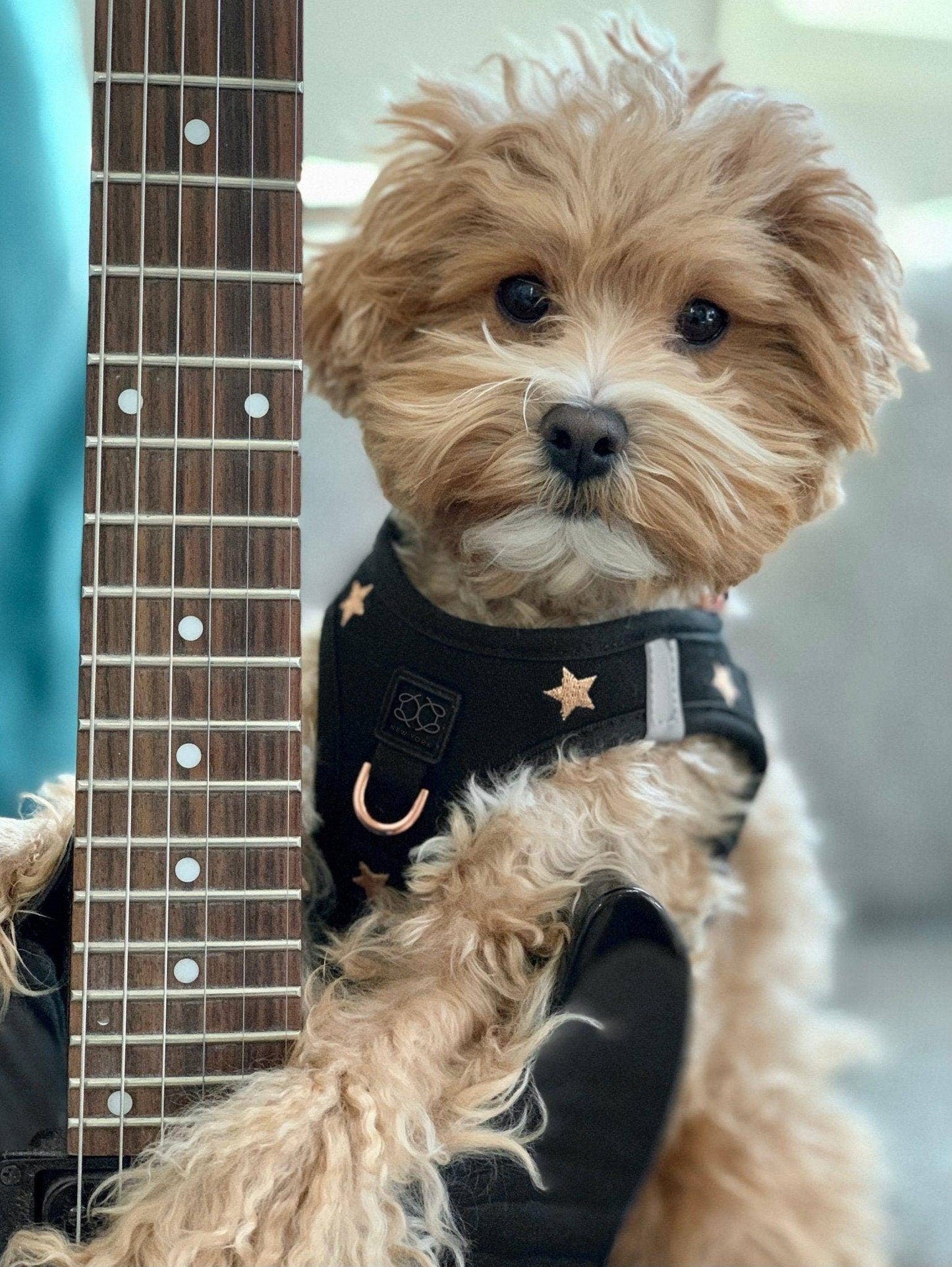 SoHo Dog Harness - Rockstar