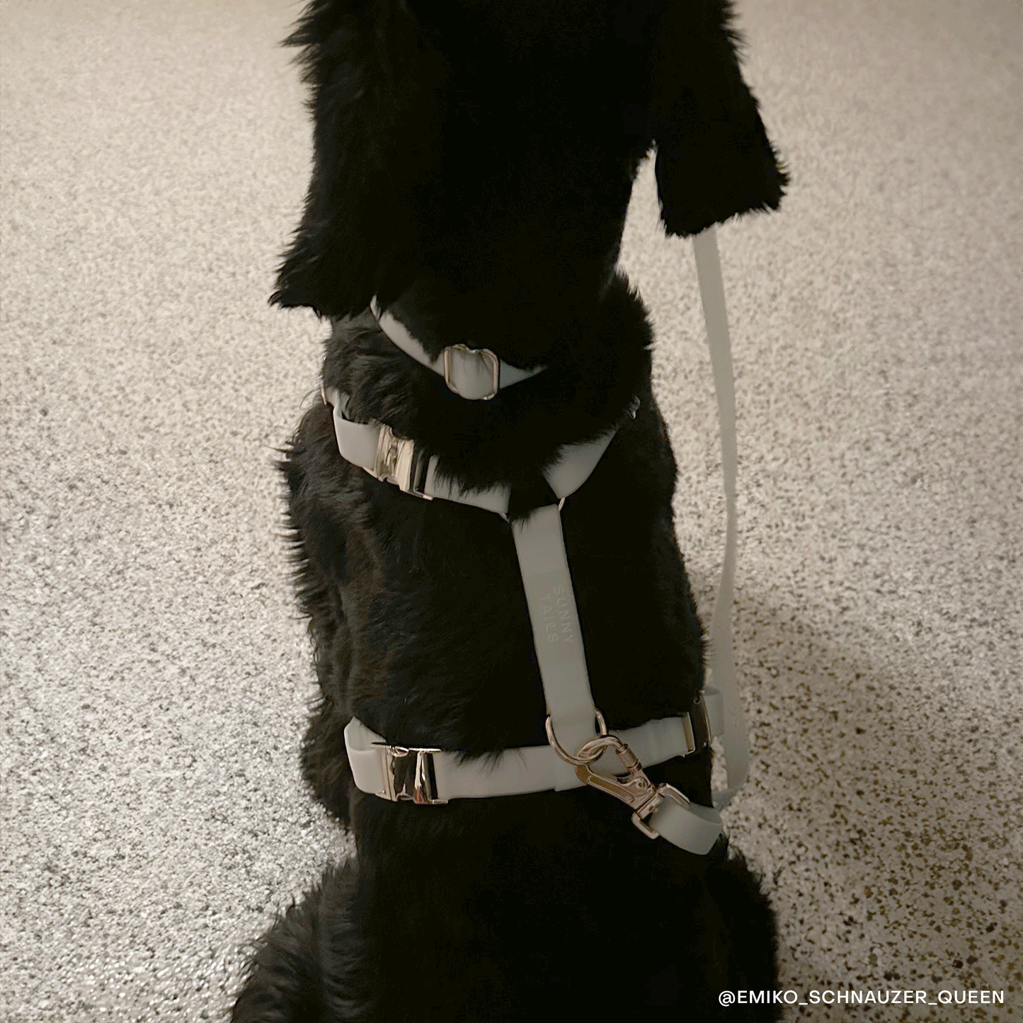 Lunar Glow Waterproof Dog Collar