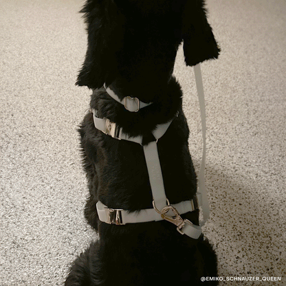 Lunar Glow Waterproof Dog Collar