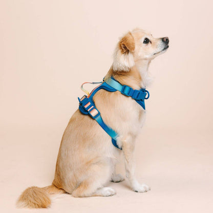 Atlas Dog Harness | Blue