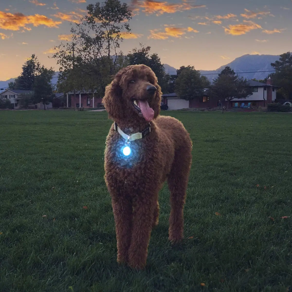 SpotLit® Rechargeable Collar Light - Blue