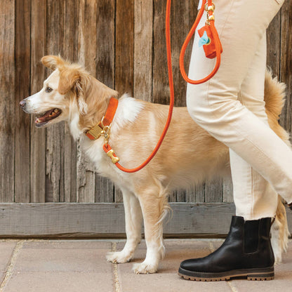 Cider Rope Leash