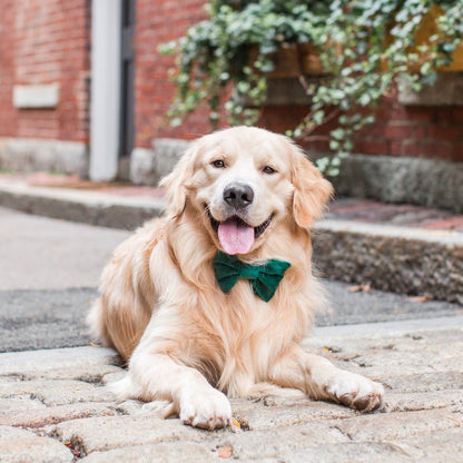 Foggy Dog Forest Green Velvet Bow Tie
