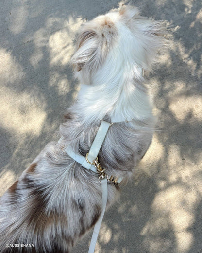 Dog Leash Waterproof - Lunar Glow | 4 ft, 5 ft, 6 ft