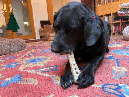 MOD Bone Ultra Durable Nylon Dog Chew