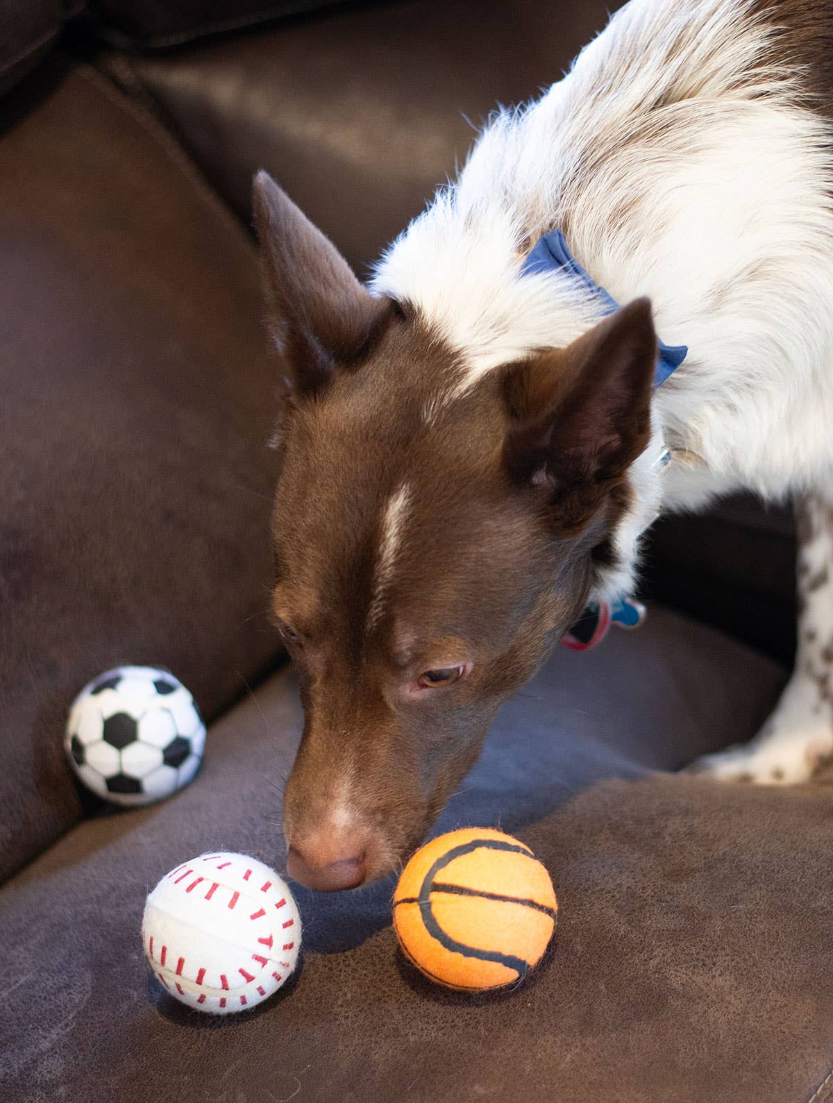 ThoozyPet Tennis Ball Asst Baseball/Basketball/Soccer