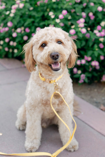 Dandelion Yellow Waterproof Dog Collar