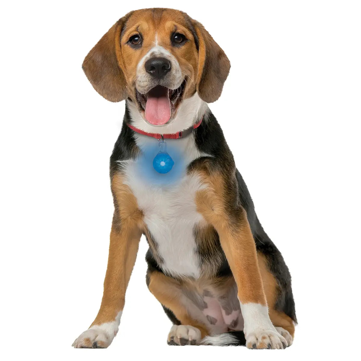 SpotLit® Rechargeable Collar Light - Blue