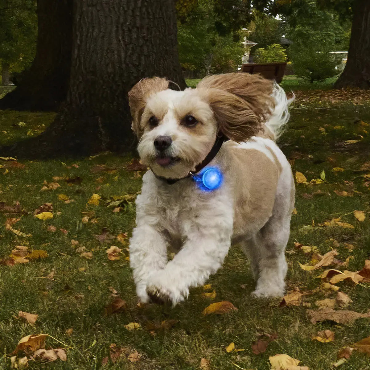 SpotLit® Rechargeable Collar Light - Blue