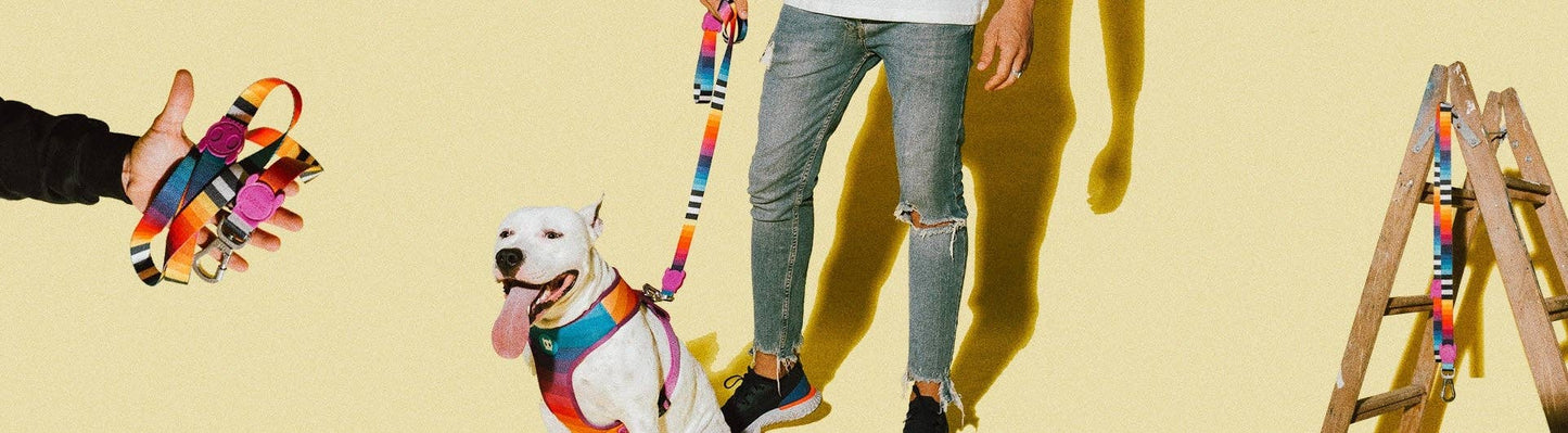 Prisma | Leash