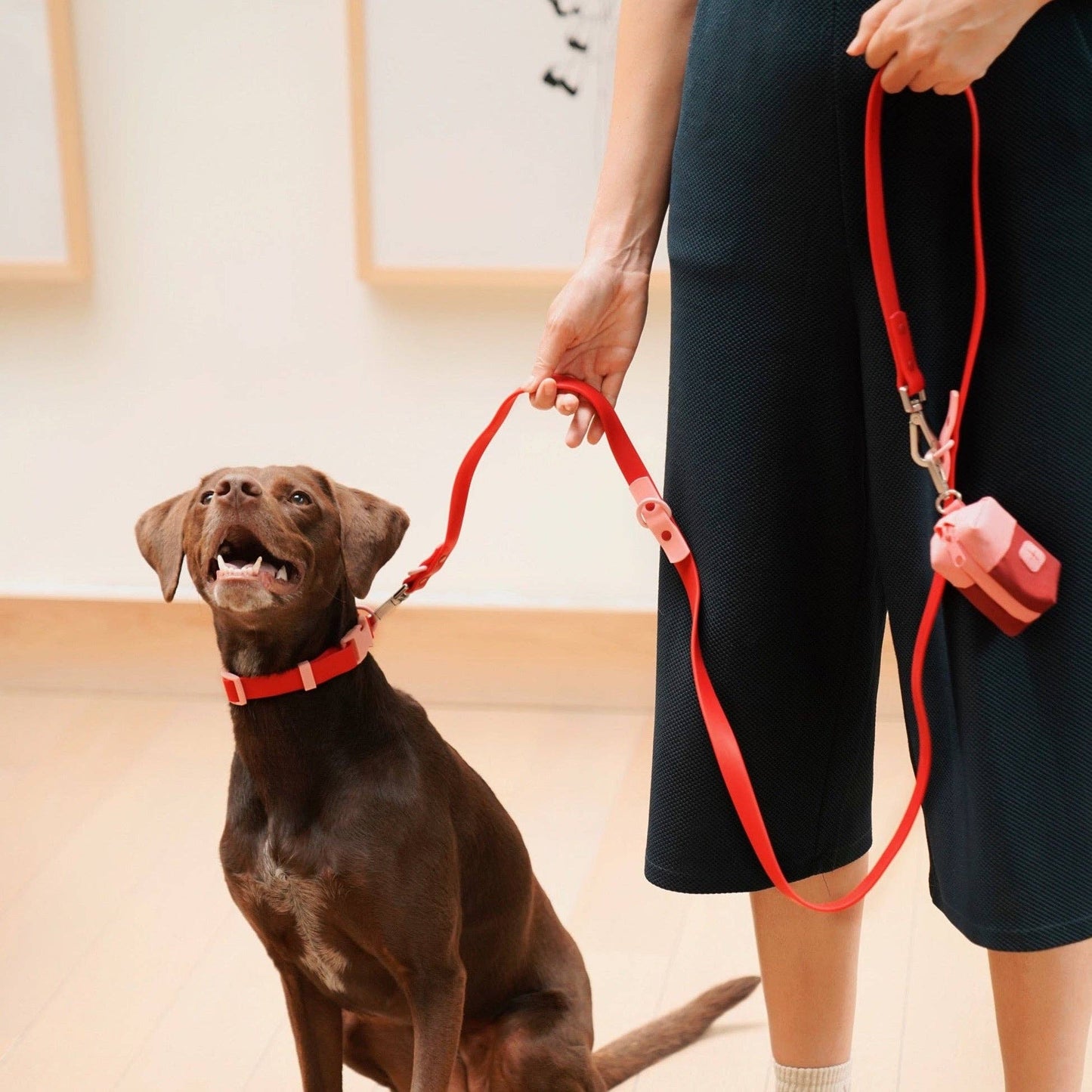 The Fritz Dog Collar 