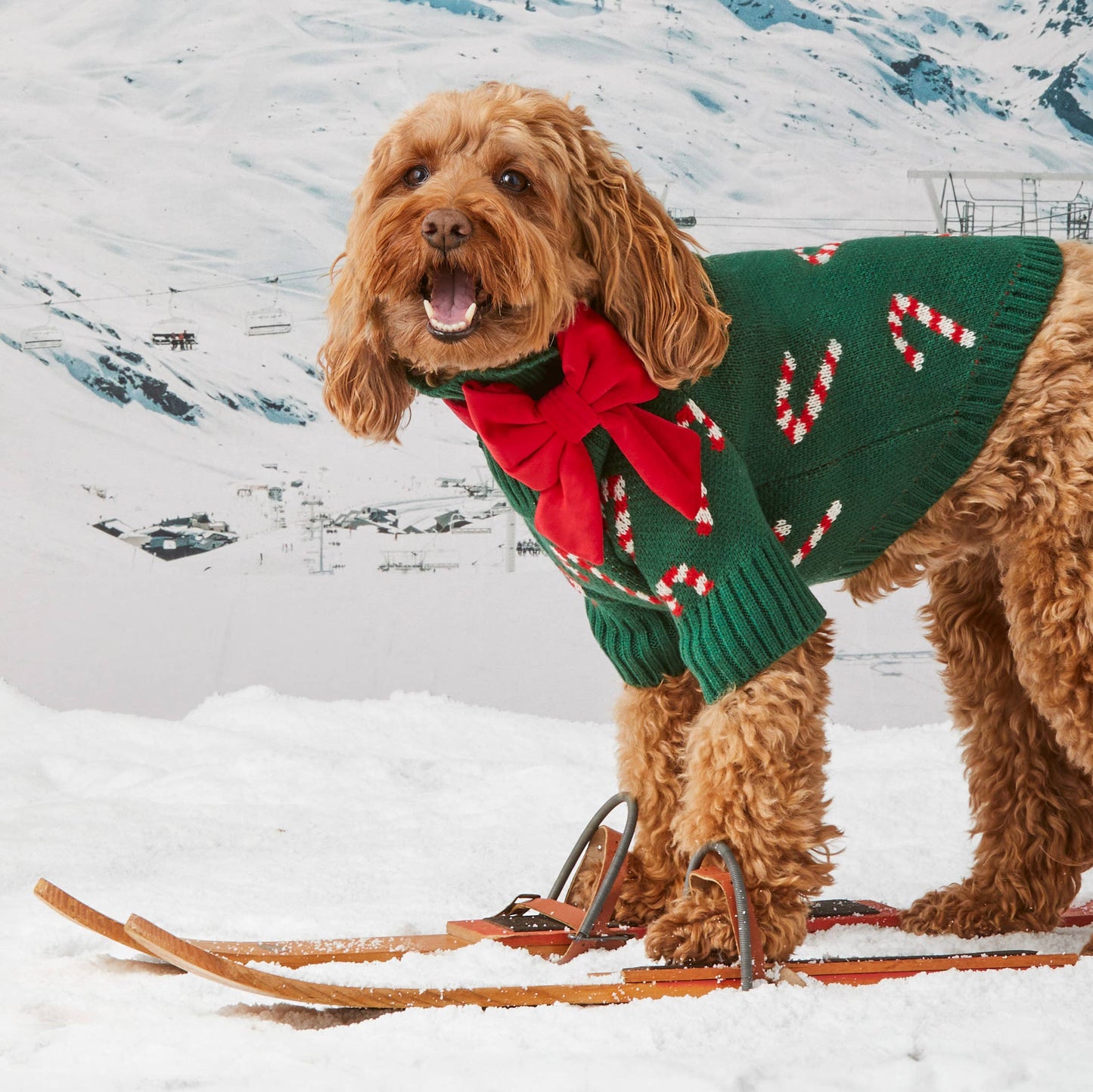 Foggy Dog Candy Canes Sweater