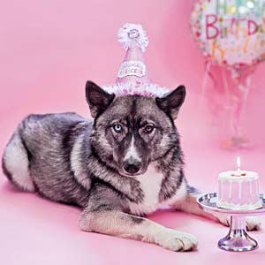 Dog Cake Bakery | Dog Birthday Cake Blue