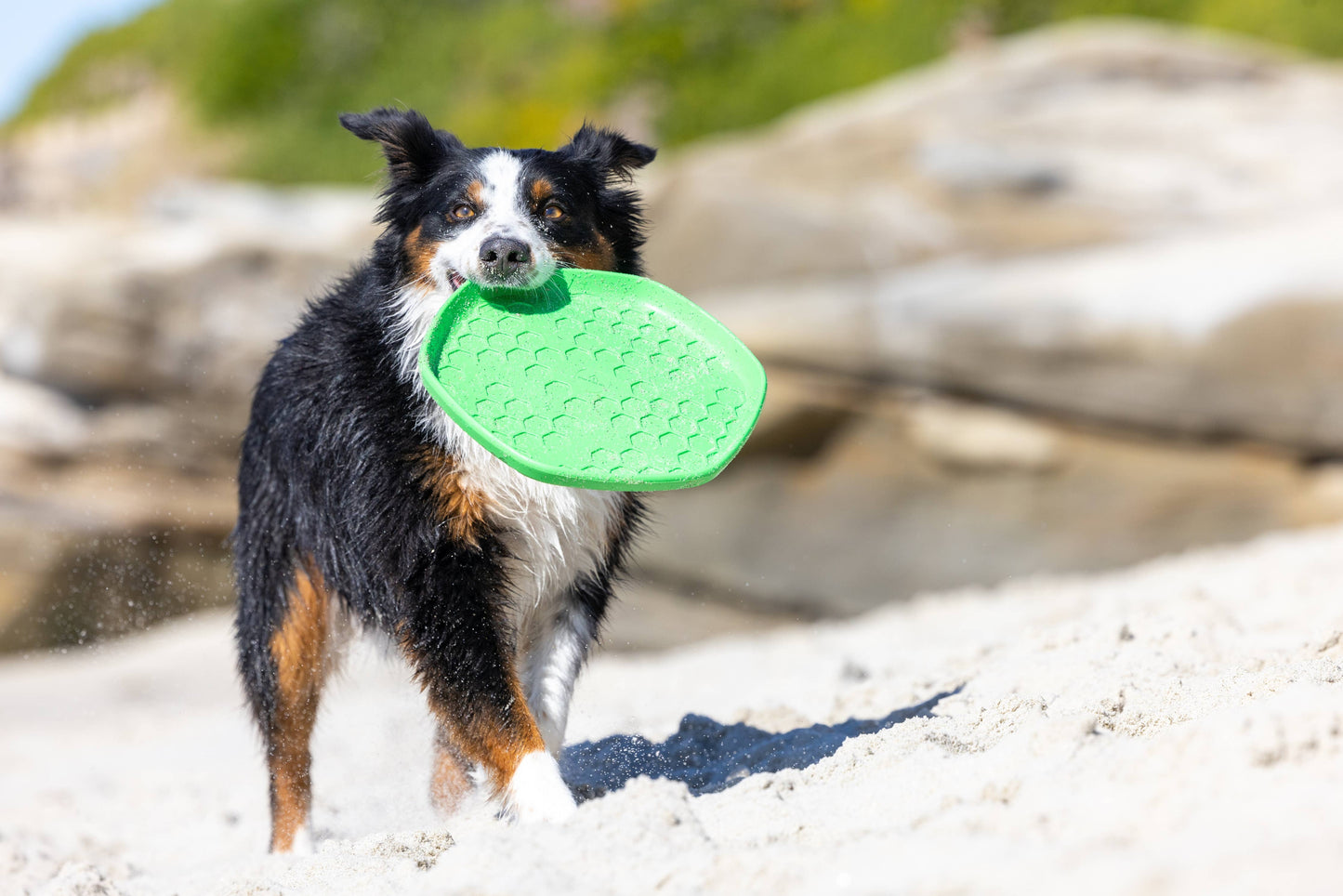 Project Hive Coconut Scent Hive Disc & Lick Mat Green