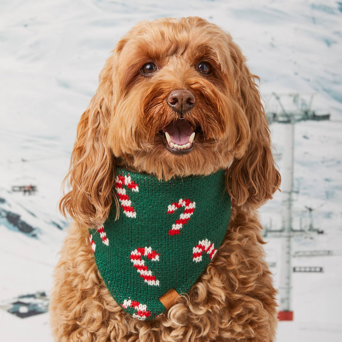 Foggy Dog Candy Cane Knit Holiday Bandana