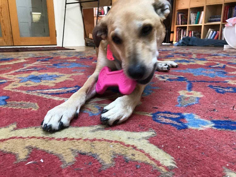 Bone eChew Ultra Durable Nylon Dog Chew Toy
