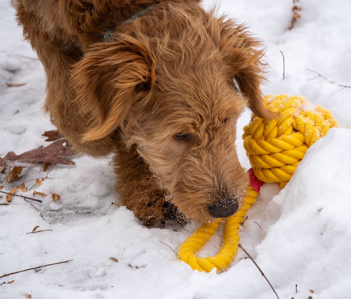 ThoozyPet Ball Tug Rope Yellow 5"