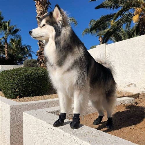 PolarPaws Soft Sole Waterproof Winter Dog Boots