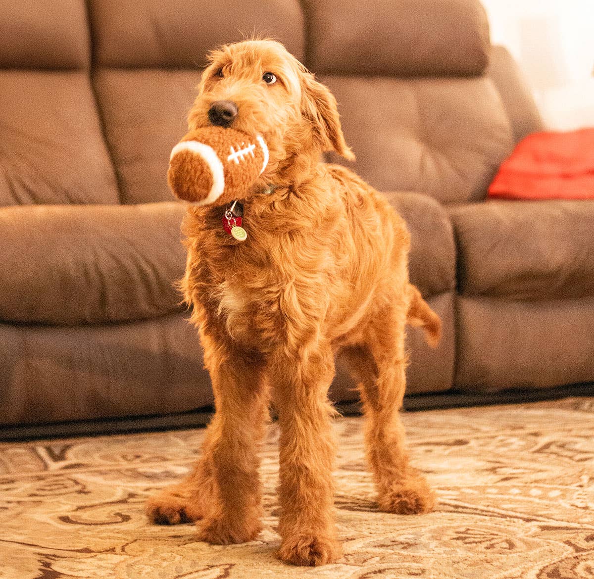Thoozy Football Plush 6.5in