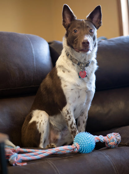 ThoozyPet Squid Tails Tug Spike Ball Blue