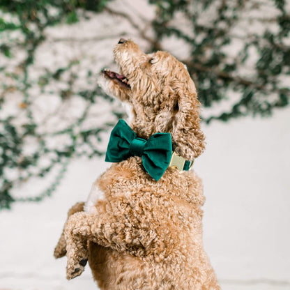 Foggy Dog Forest Green Velvet Bow Tie