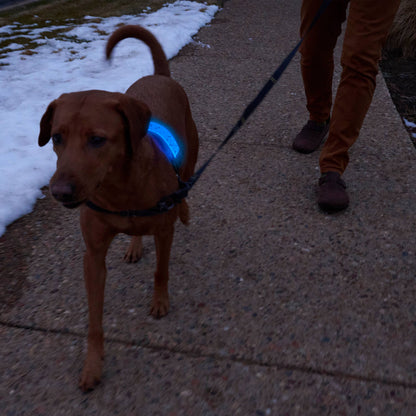Nite Ize Rechargeable LED Collar Cover