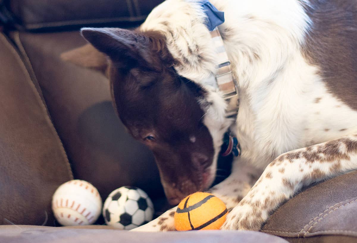 ThoozyPet Tennis Ball Asst Baseball/Basketball/Soccer