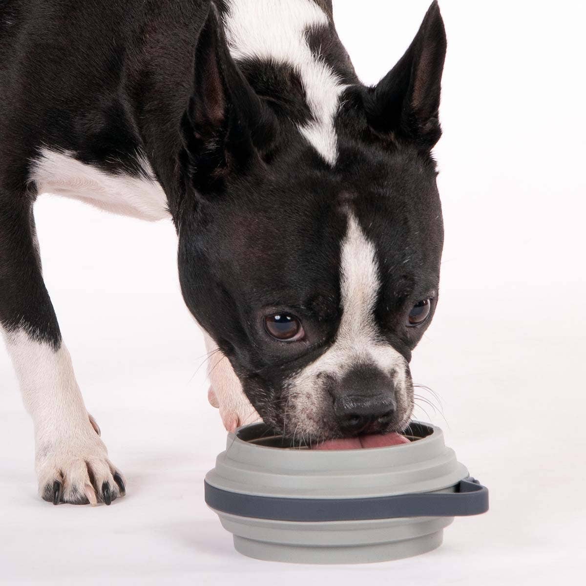 Nomad Collapsible Dog Bowl