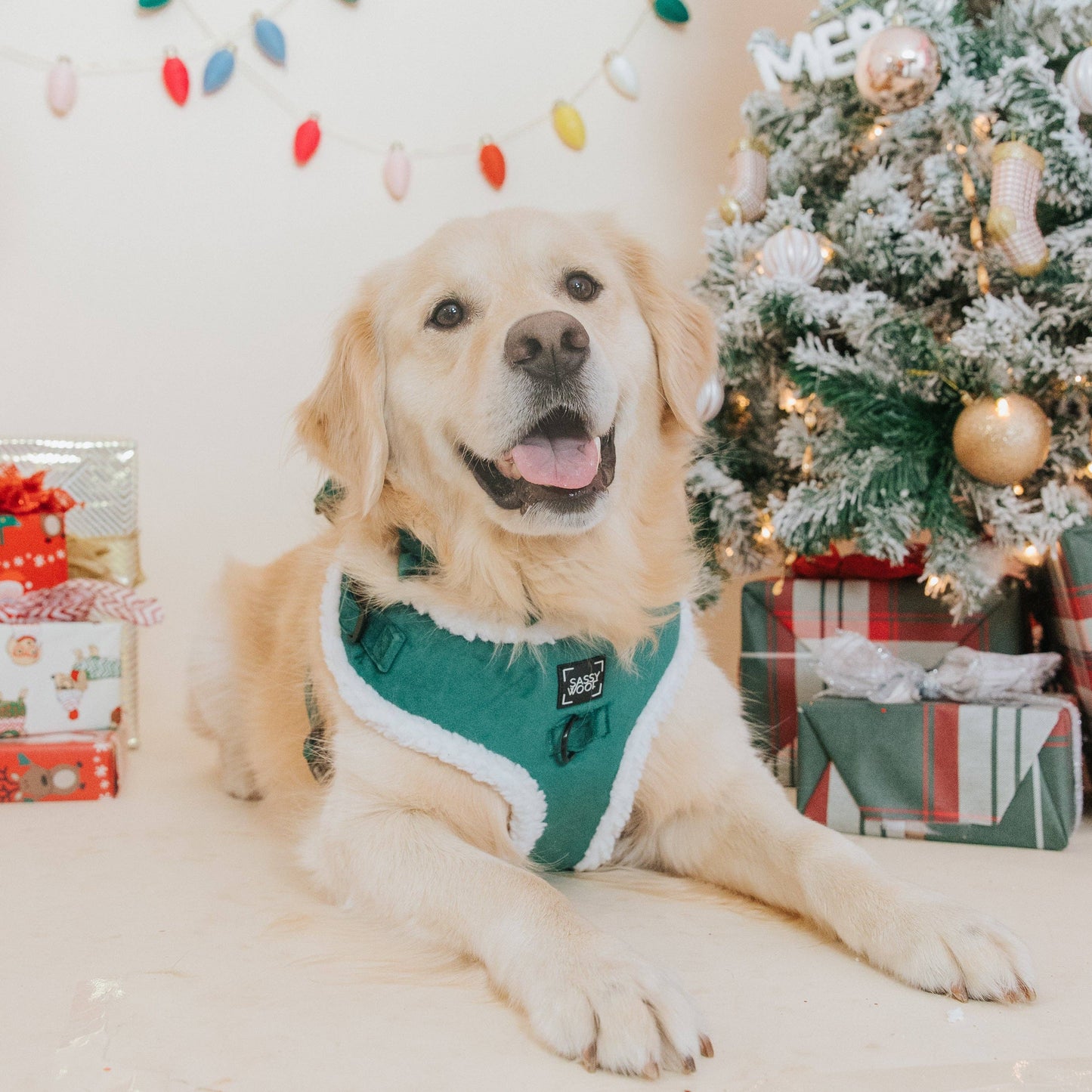 Dog Adjustable Harness - Nice