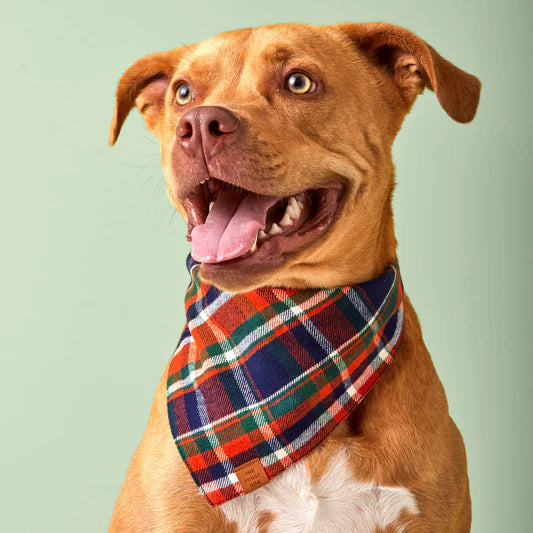 The Foggy Dog Bandana