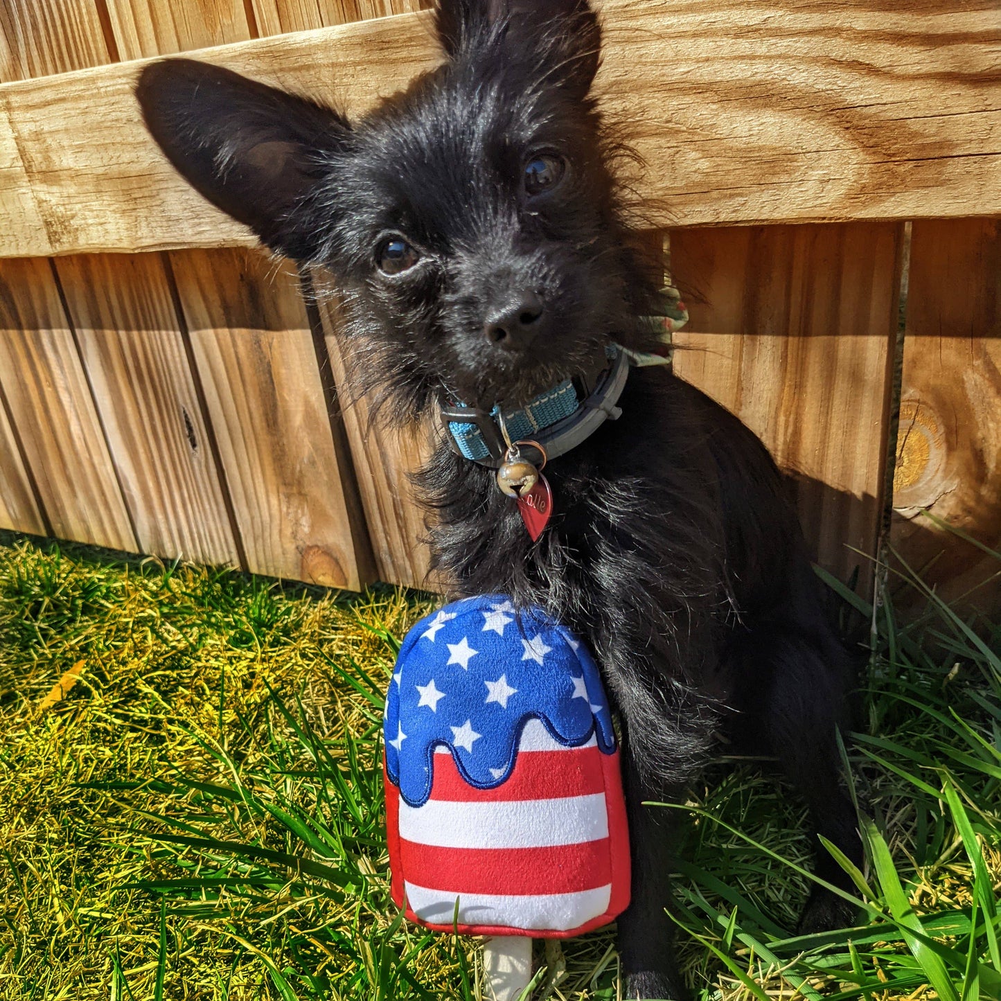 Star Pop Dog Toy