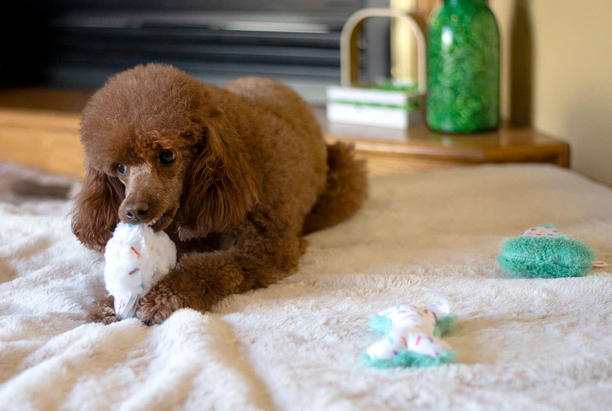 ThoozyPet Birthday 3pk Small Toys 5.5"