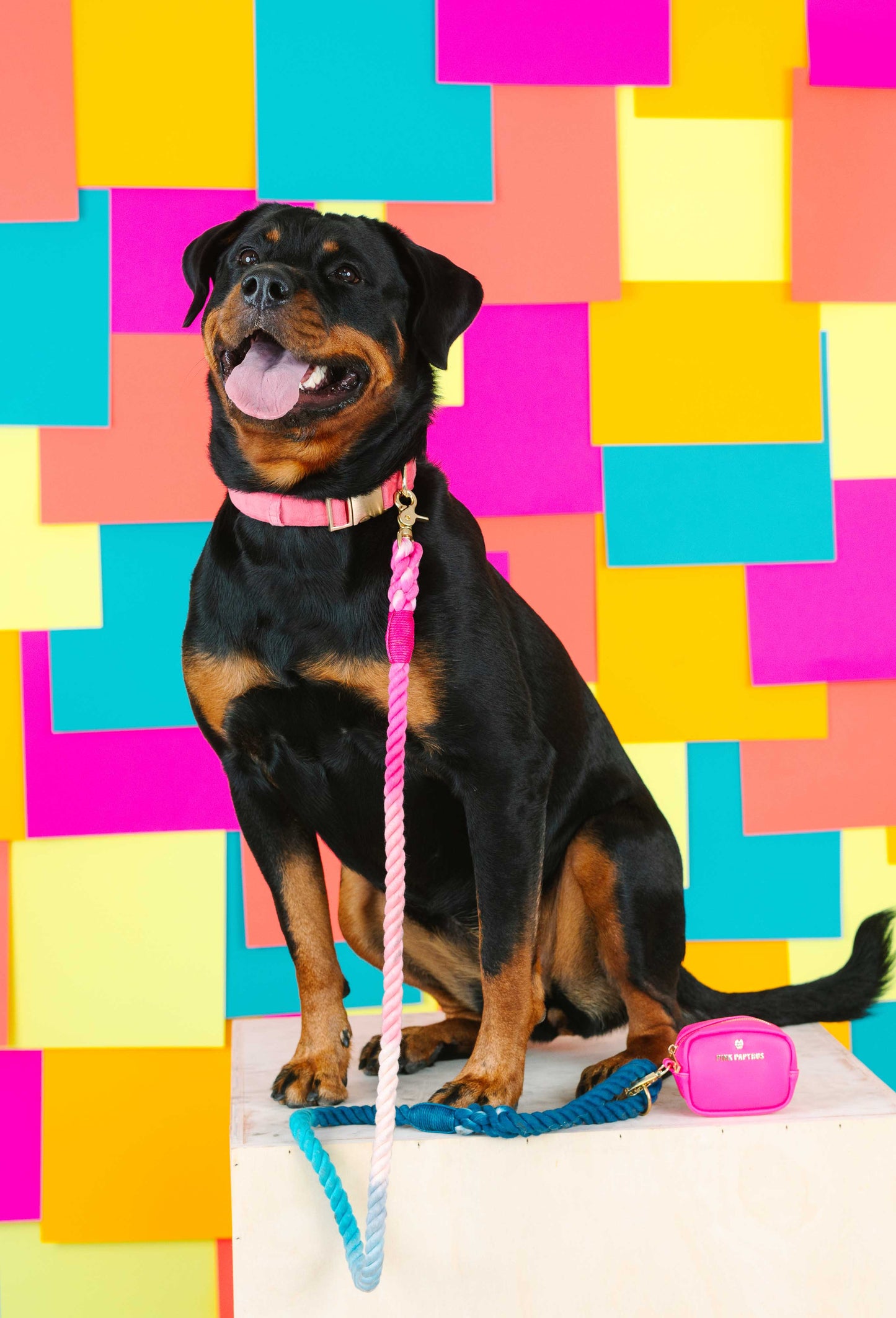 Maddox Rope Dog Leash | Pink Blue
