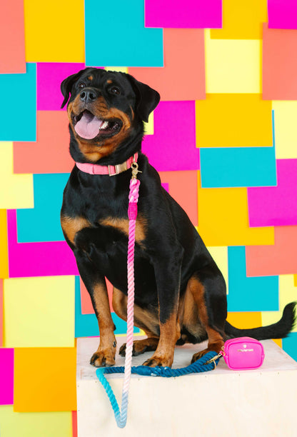 Maddox Rope Dog Leash | Pink Blue