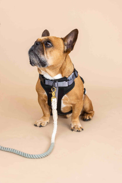 Rowan Dog Harness | Black