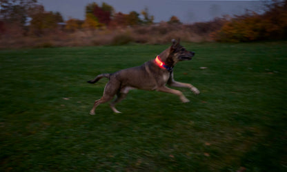 Nite Ize Rechargeable LED Collar Cover