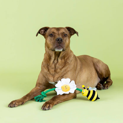 IM POLLEN FOR YOU PLUSH DOG TOY