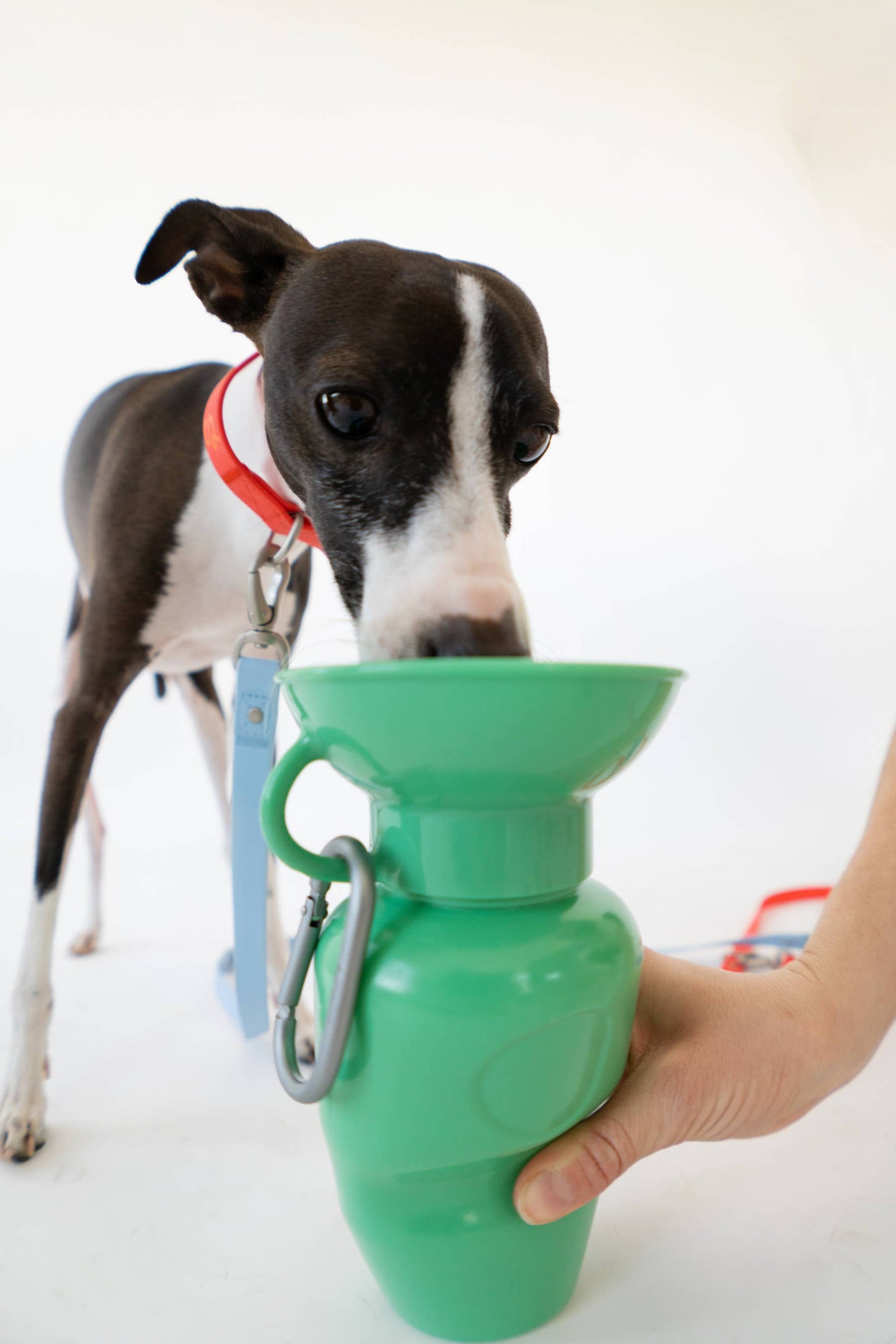 Dog Travel Water Bottle 22oz Classic (Mixed 12 Pack)