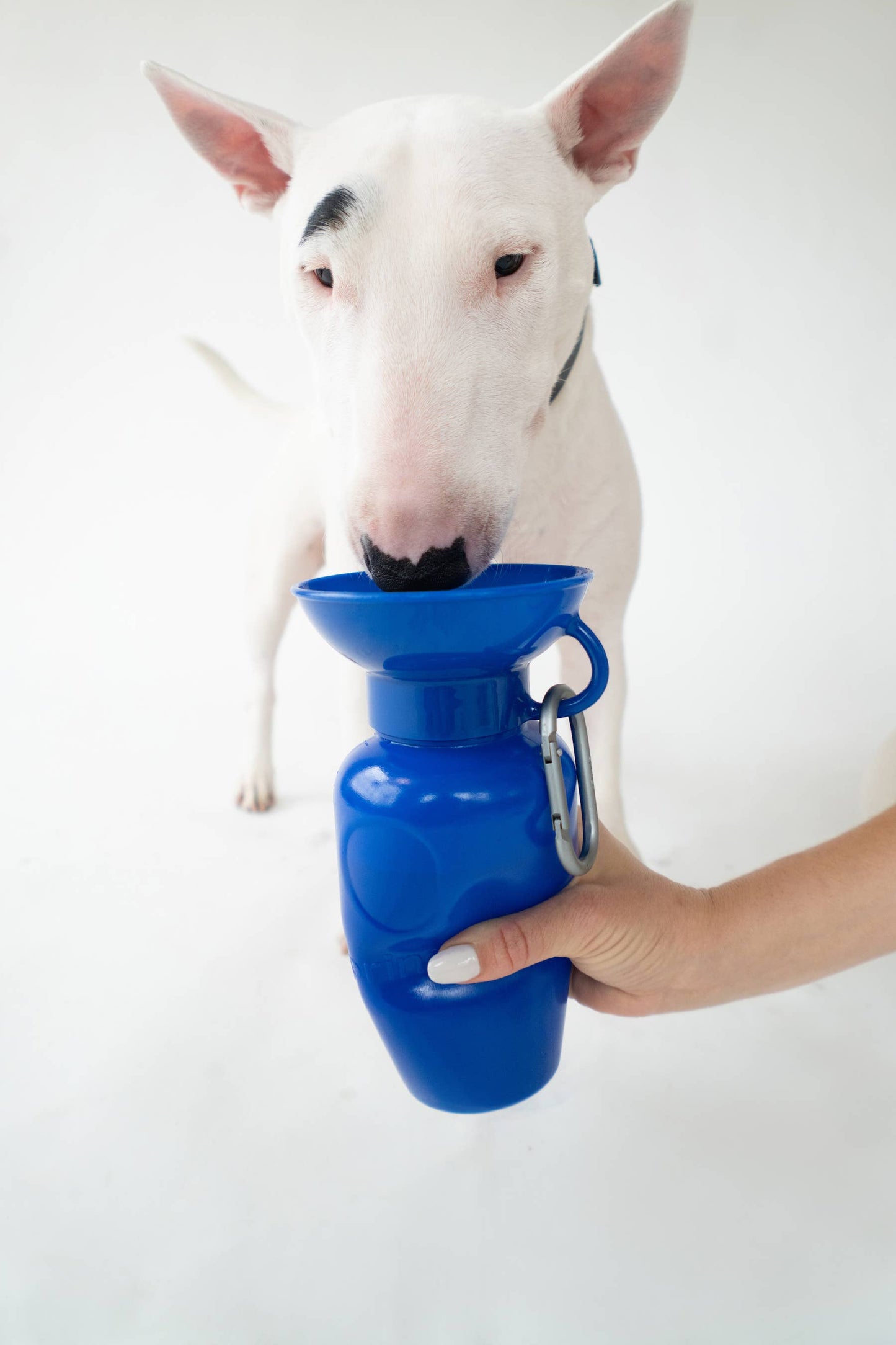 Dog Travel Water Bottle 22oz Classic (Mixed 12 Pack)