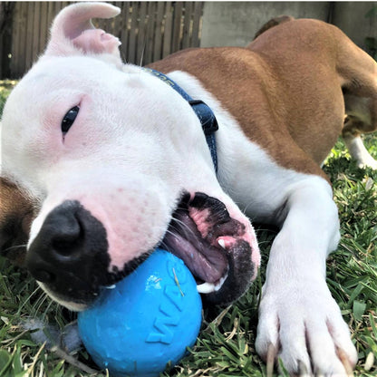 Wag Ball Durable Rubber Chew & Retrieving Toy