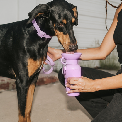 Dog Travel Water Bottle 22oz Classic (Mixed 12 Pack)